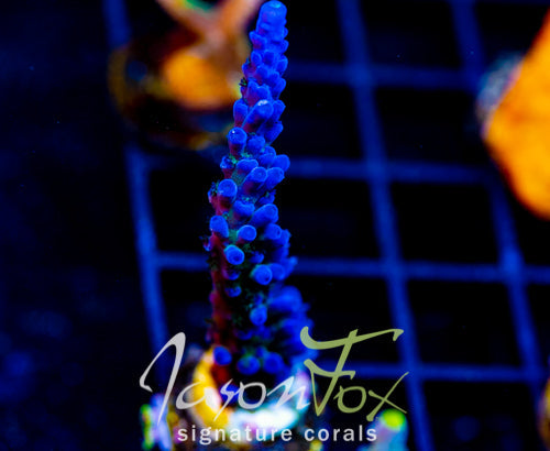 JF FRANKIES KRYPTONITE ACRO