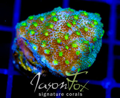 JF LIME TIME ASTREOPORA