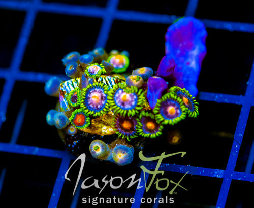 JF ASS MONKEYS ZOAS COMBO