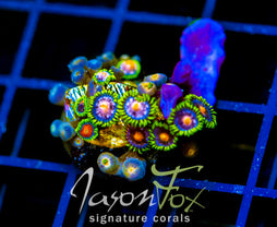 JF ASS MONKEYS ZOAS COMBO