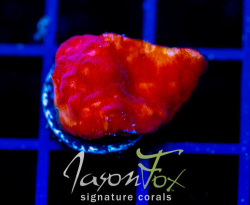 JF RASPBERRY ICE LEPTO