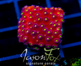 BLING BLING CYPHASTREA