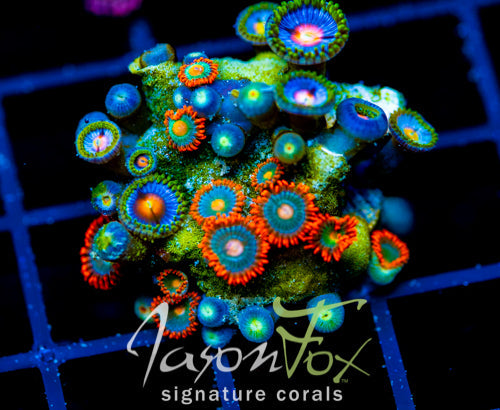 JF GATORAIDES ZOAS COMBO