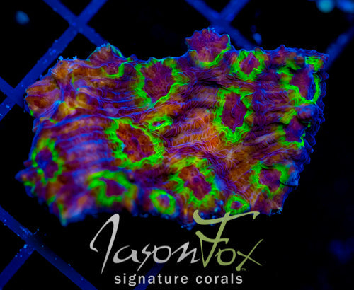 JF UFO CHALICE XL FRAG