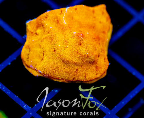 JF BLINDING ORANGE LEPTO