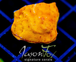 JF BLINDING ORANGE LEPTO