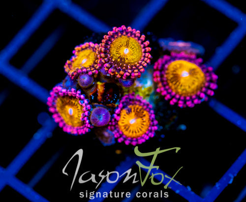 JF MOHICAN SUNS PALYS