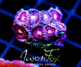 JF BURNING BLOSSOMS ZOAS