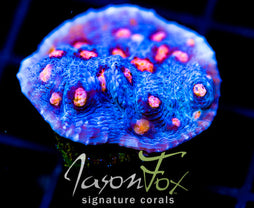 JF HELLS EYE CHALICE