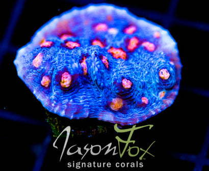 JF HELLS EYE CHALICE