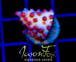 JF METEOR SHOWER CYPHASTREA