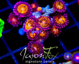 JF MOHICAN SUNS PALYS