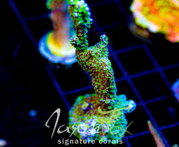 TUBS MONTI STELATTA XL FRAG