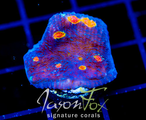 TYREE PUMPKIN PATCH CHALICE