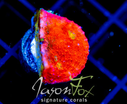 JF PINK BOOBIES CHALICE