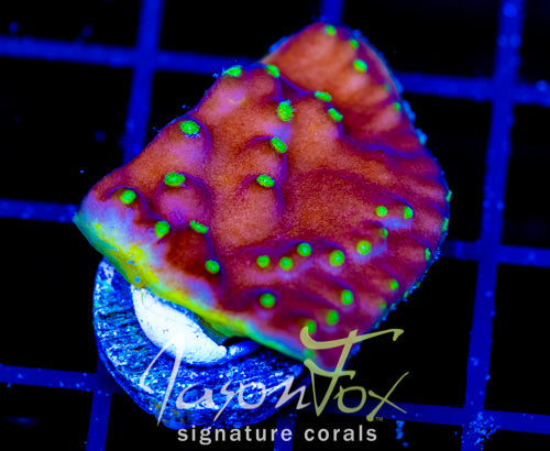 JF FLYING SAUCER SCROLL