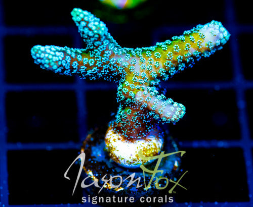 JF ENCHANTED FOREST BN