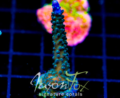 JF COOLERS CHAMPAGNE ACRO