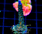 JF COOLERS CHAMPAGNE ACRO