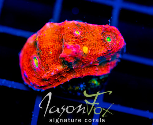 JF PINK BOOBIES CHALICE