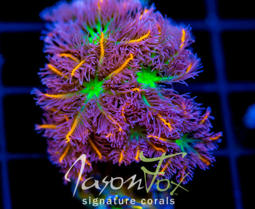 JF ORANGE INFUSED RAINBOW CLOVES