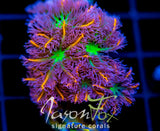 JF ORANGE INFUSED RAINBOW CLOVES