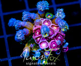 JF BURNING BLOSSOMS COMBO