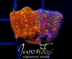 IJAM SPLIT DECISION LITHO