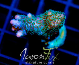 JF BLUE MONSTER MILLI