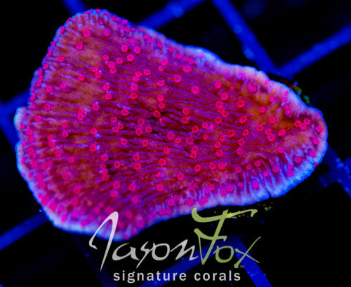 RRC RED ROSES  MONTI CAP