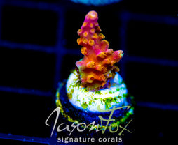 JF ZIPPER RIPPER ACRO