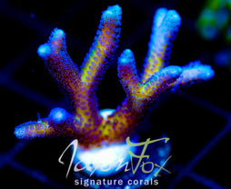 ORA BIRDS OF PARADISE BN