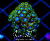 JF SKY BLUES ZOAS