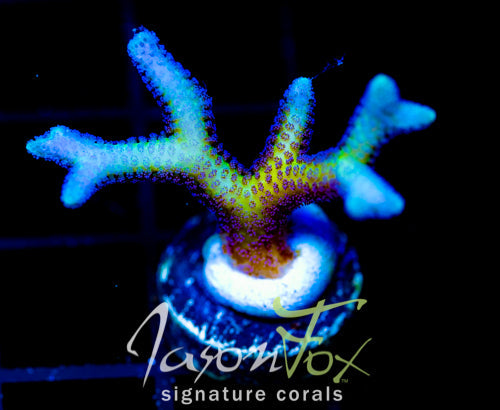 ORA BIRDS OF PARADISE BN