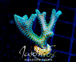 JF ENCHANTED FOREST BN