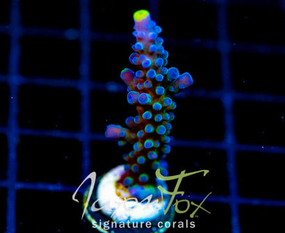 WWC YELLOW TIPS ACRO