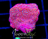 GB SEVEN HEAVENS MONTI