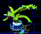 BR GREEN GOBLIN ANACROPORA