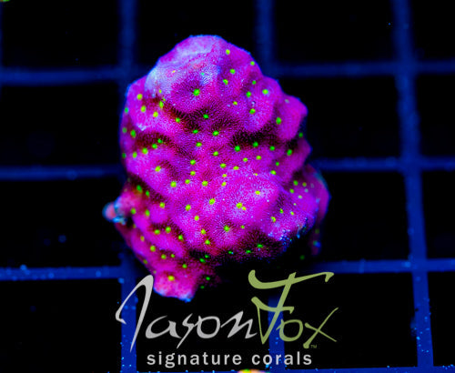 JF TIME WARP PSAMMOCORA