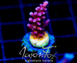 RRC PINK CADILLAC ACRO