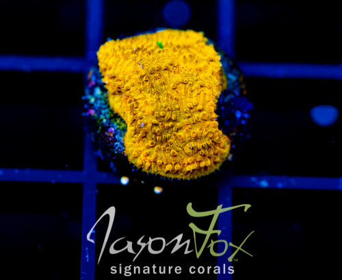 JF ELECTRIC ORANGE LITHO