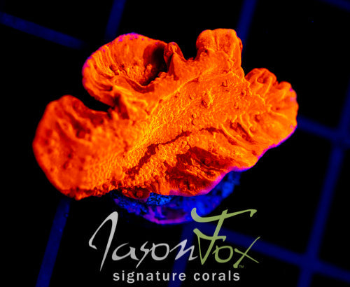 JF MIXED EMOTIONS MONTI