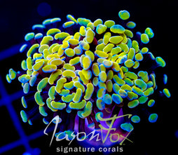 JF NEON NIGHTSHADE HAMMER 2 HEADS