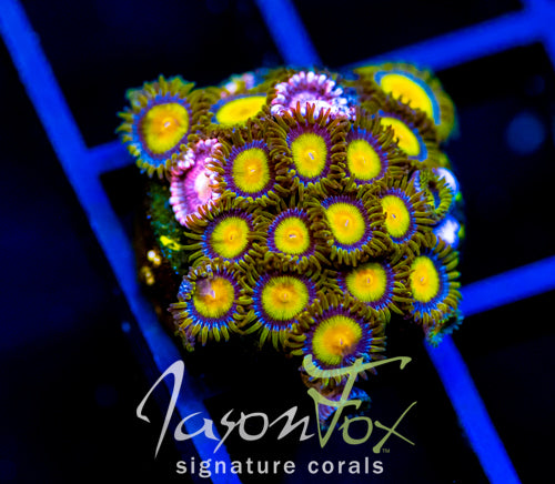 JF SUNFLOWER ZOAS COMBO