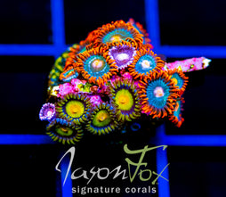JF GATORAIDES ZOAS COMBO