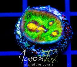 JF RAJA RAMPAGE CHALICE