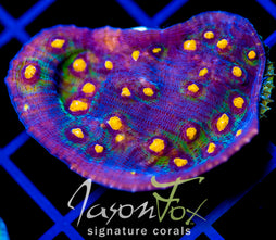 JF HALLOWEEN CHALICE XL FRAG