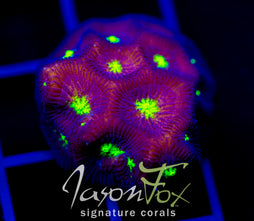 JF CONTRACT KILLER FAVIA