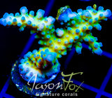 JF FRANKIES SKY HIGH STAG