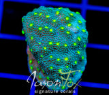 JF LIME TIME ASTREOPORA